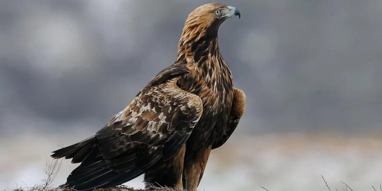 (Vidéo) L&rsquo;aigle royal documentaire