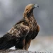 (Vidéo) L&rsquo;aigle royal documentaire