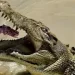 (Vidéo) Dans la caverne des crocodiles