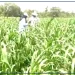 Médina Yoro Foulah : Cheikhou Oumar Ba réaffirme l’engagement de l’État aux côtés des producteurs
