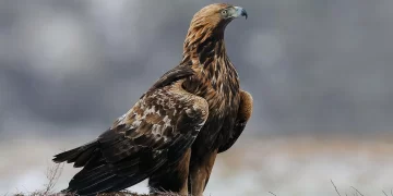 (Vidéo) L&rsquo;aigle royal documentaire