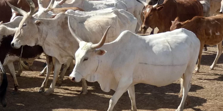 La grande détresse des éleveurs du Fouta