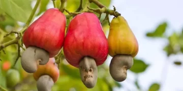 (Vidéo) Les bienfaits de la noix de cajou