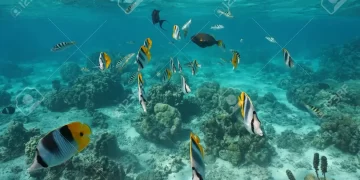 (Vidéo) Le pacifique : Un océan mystérieux