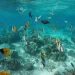 (Vidéo) Le pacifique : Un océan mystérieux