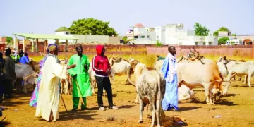 Révision de la Loi Agro-Sylvo-Pastorale : Le ministre Mabouba Diagne dévoile la nouvelle politique pastorale à Thiès