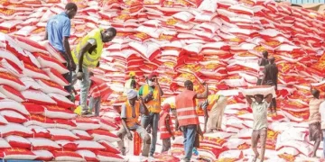 Réduction historique du prix du riz brisé au Sénégal : Une baisse de 22 % pour alléger le panier des ménages