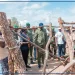 Bogal : 600 caïlcédrats plantés sous l’impulsion du Khalife Thierno Barry et de la Caravane écologique