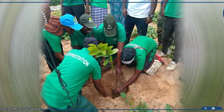 Djoloff Vert : Une Journée de Reboisement à Linguère pour Freiner l’Avancée du Désert