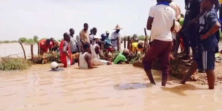 Guédé Village : Le périmètre rizicole submergé, la détresse des paysans !