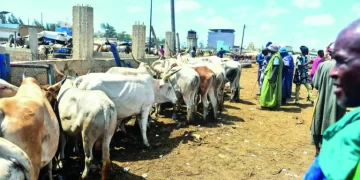 Dispositif contre la fièvre de la Vallée du Rift: L’état d’alerte au foirail de Diamaguène-Sicap Mbao 