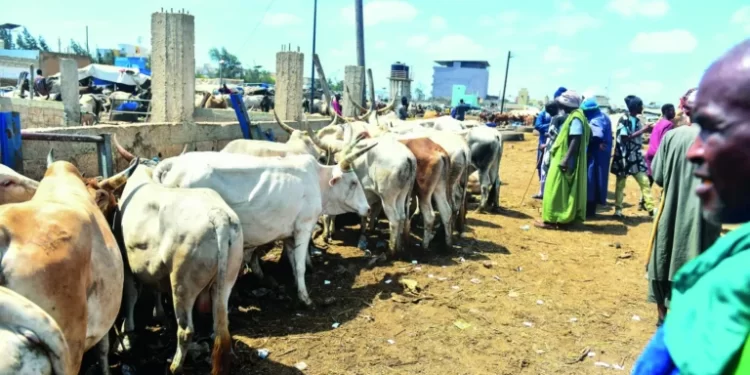 Dispositif contre la fièvre de la Vallée du Rift: L’état d’alerte au foirail de Diamaguène-Sicap Mbao 