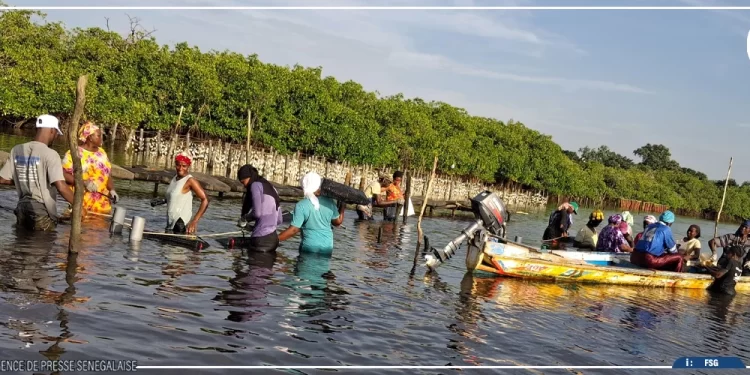 Toubacouta : Un bassin de dégorgement pour hisser l’ostréiculture locale aux standards internationaux