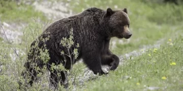 12 morts et plus de 100 blessés en 7 mois : au Japon, l&rsquo;armée envoyée en renfort face à une vague d&rsquo;attaques d&rsquo;ours