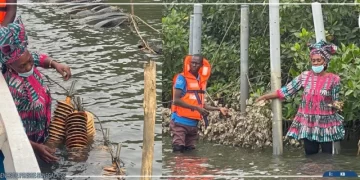 Ziguinchor : l’ostréiculture portée à 500 tonnes en 2025, un levier stratégique pour l’économie locale