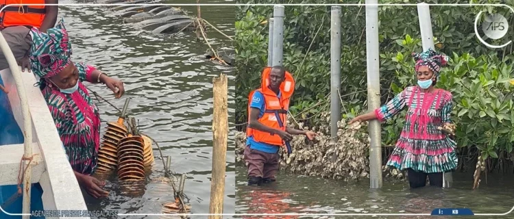 Ziguinchor : l’ostréiculture portée à 500 tonnes en 2025, un levier stratégique pour l’économie locale