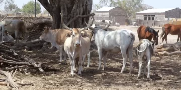 Inquiétude des éleveurs face à la razzia du cheptel à Goudomp