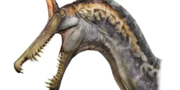 Une nouvelle espèce de dinosaure géant découverte dans le Sahara au Niger