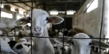 En Grèce, la feta pâtit d’une épizootie chez les brebis, plus de 480.000 moutons et chèvres ont été abattus
