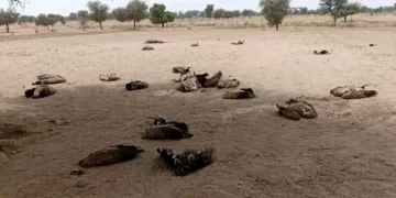 Fissel: la mort suspecte d’un âne et de plusieurs vautours intrigue les enquêteurs