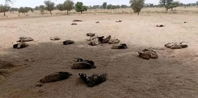 Fissel: la mort suspecte d’un âne et de plusieurs vautours intrigue les enquêteurs