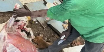 GUEDIAWAYE: Un individu déféré pour avoir tenté de griller de la viande de chien