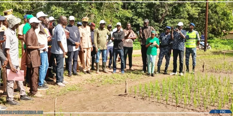 Sédhiou : Cheikhou Oumar Ba sur le terrain pour évaluer l’évolution de la campagne agricole