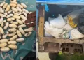 Kédougou : de la cocaïne et du cyanure saisis par les Douanes