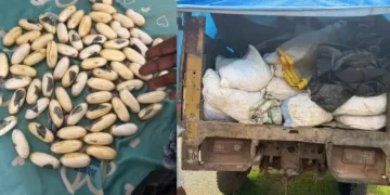 Kédougou : de la cocaïne et du cyanure saisis par les Douanes